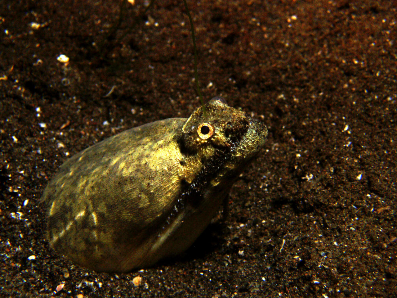 Brachysomophis crocodilinus (Anguilla coccodrillo)